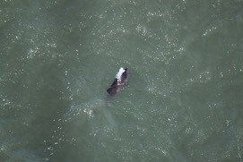 Missing Picture